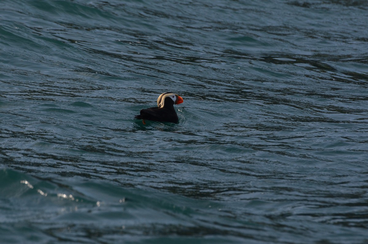 Tufted Puffin - ML165941901