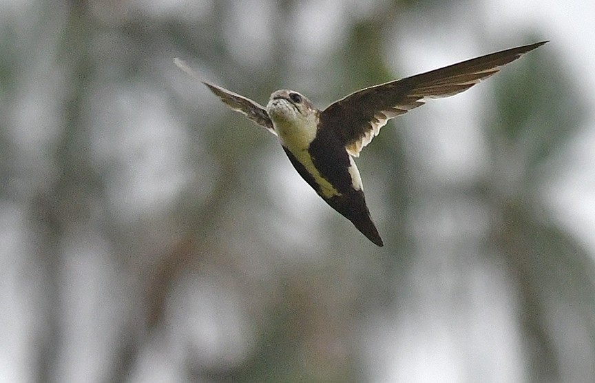 White-throated Swift - Mike Stensvold