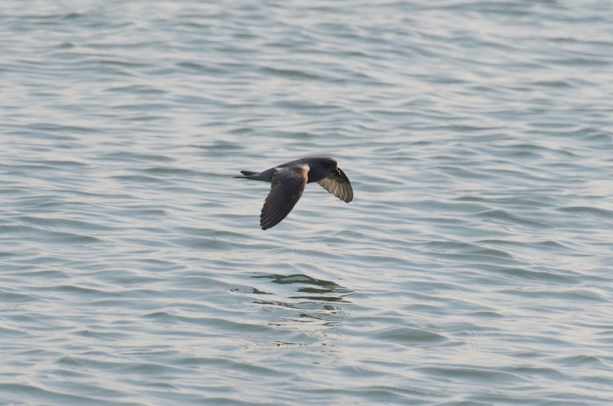 Fork-tailed Storm-Petrel - ML165942131