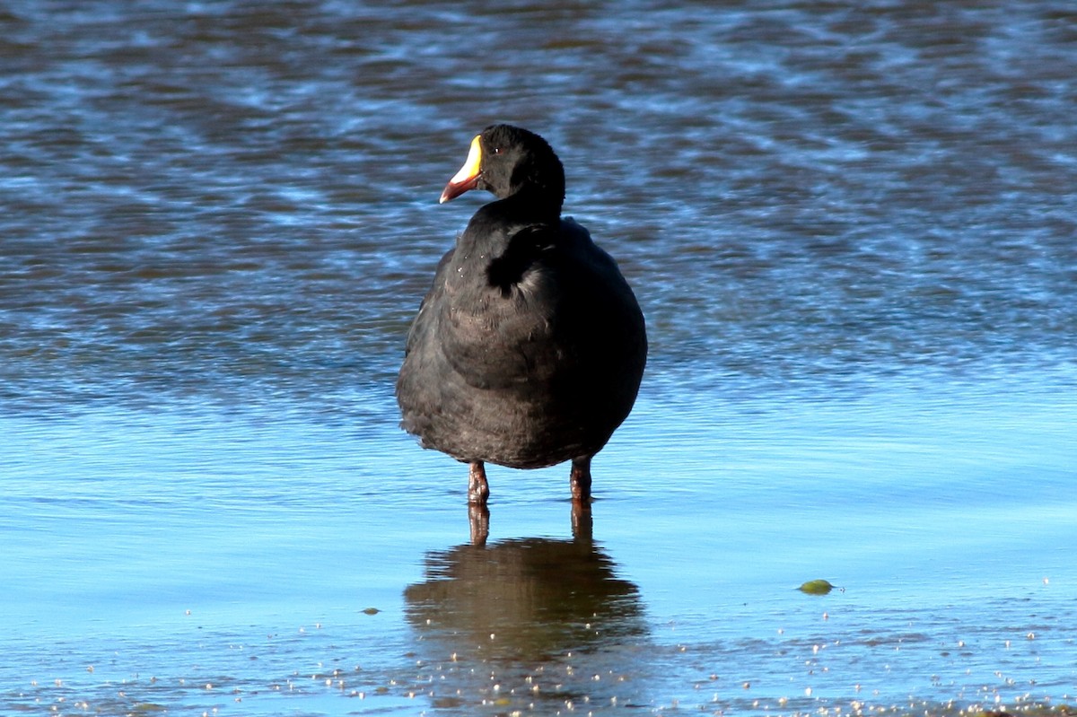 Giant Coot - ML165943381