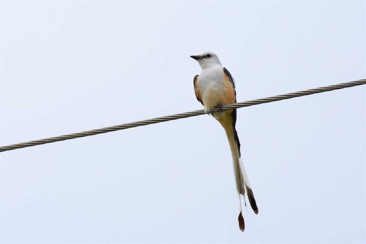 Scissor-tailed Flycatcher - Jack Parlapiano