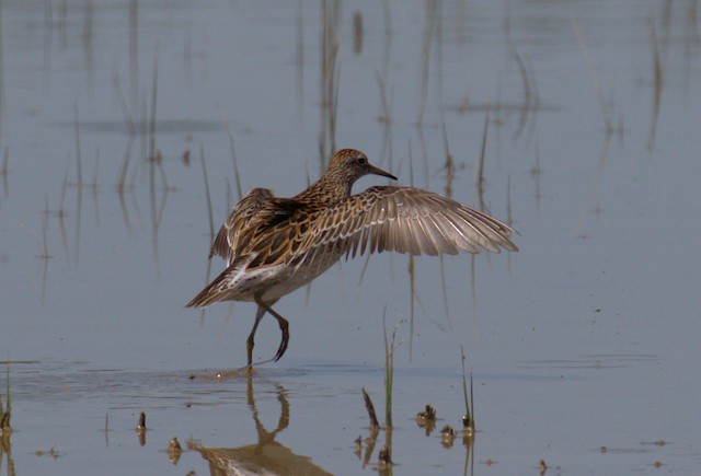 First Alternate Sharp-tailed Sandpiper. - Sharp-tailed Sandpiper - 