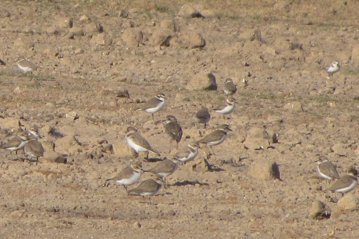 Greater Sand-Plover - Chinmay Rahane