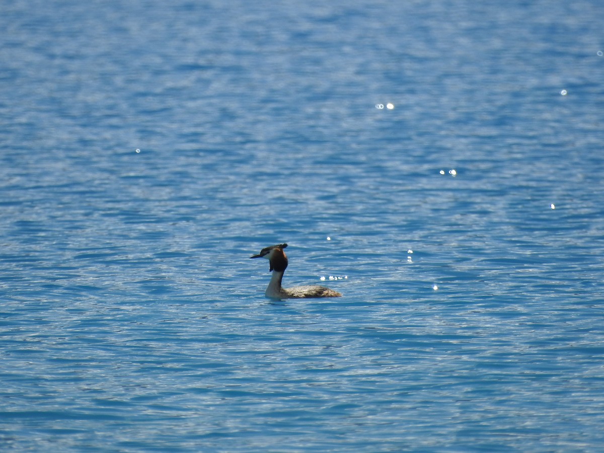Great Crested Grebe - ML165966171