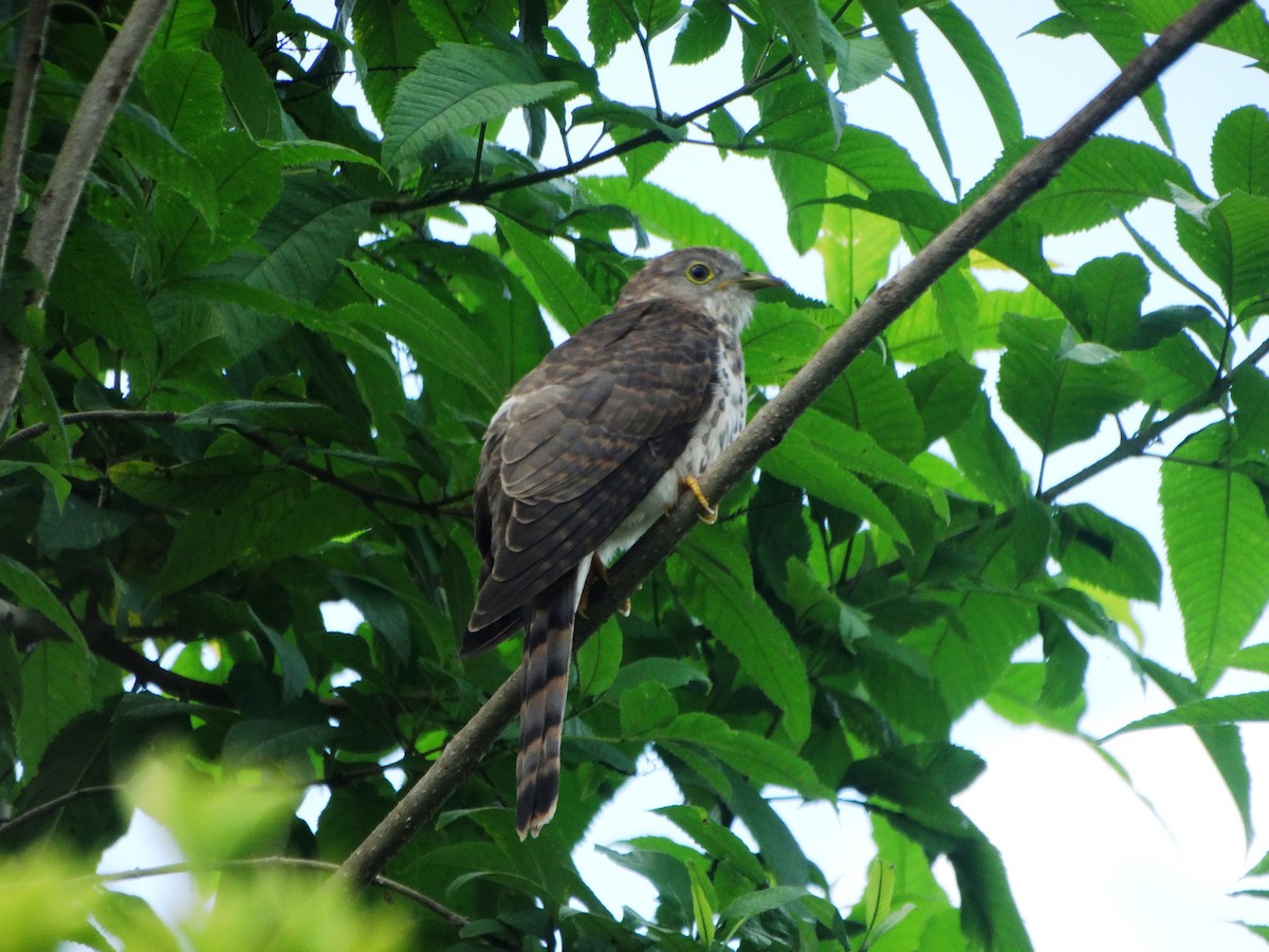 Common Hawk-Cuckoo - Arend van Riessen