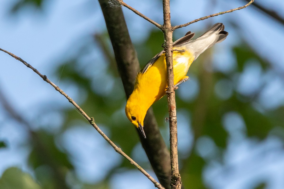 Prothonotary Warbler - ML165969251