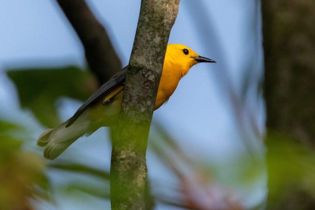 Prothonotary Warbler - ML165969261