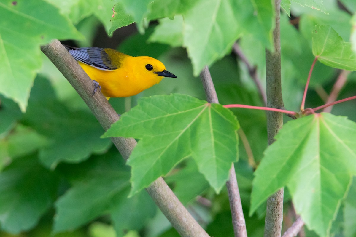 Prothonotary Warbler - ML165969281