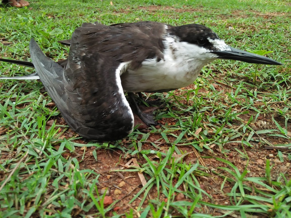 Sooty Tern - India Bird Digitization (Group Account)