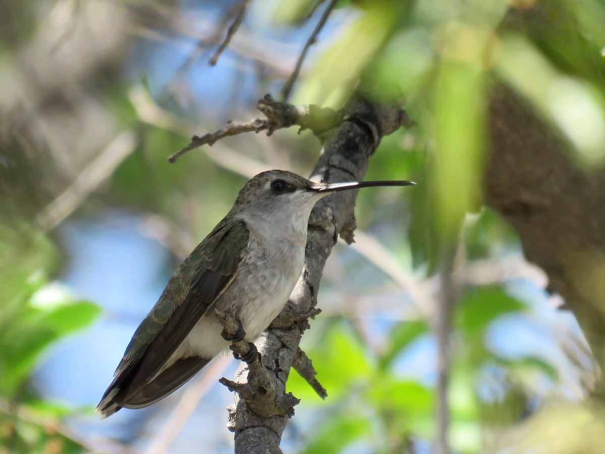 Black-chinned Hummingbird - Brian Henderson