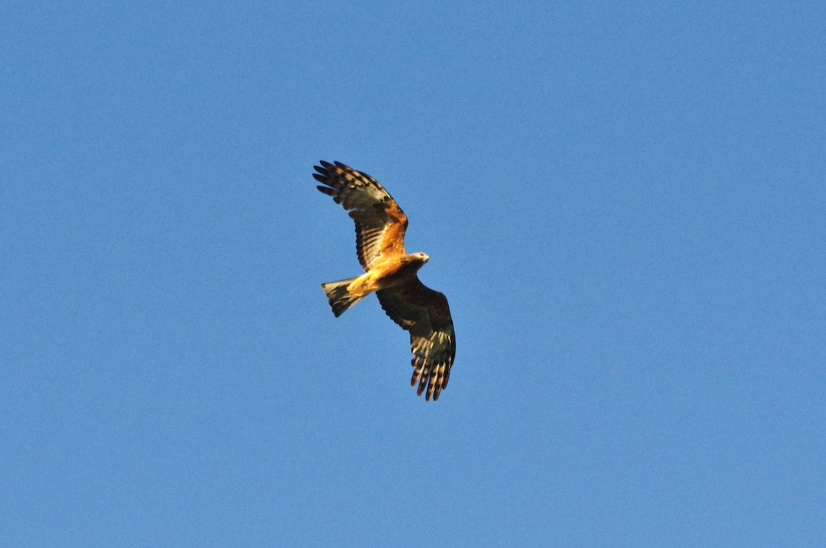 Square-tailed Kite - ML165973861