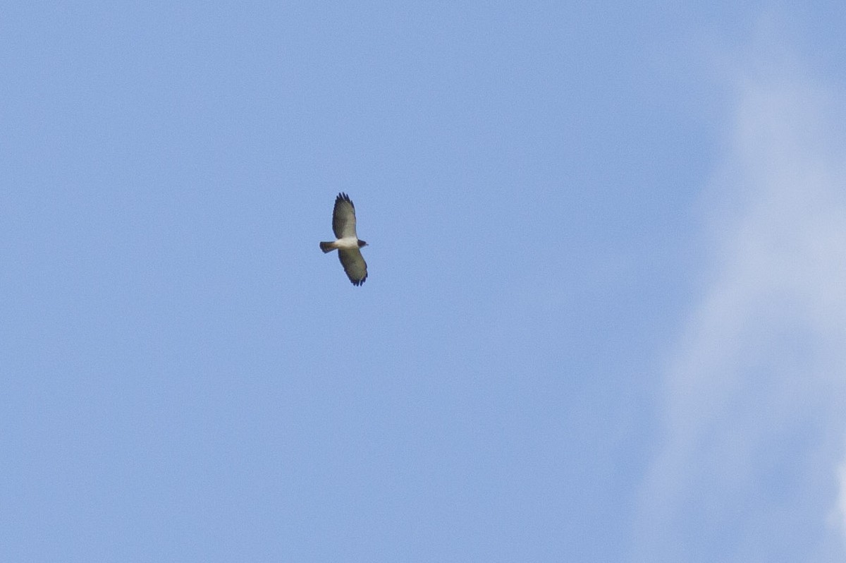 Short-tailed Hawk - ML165974341