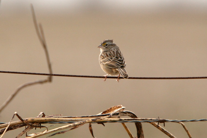 Grassland Sparrow - ML165974711