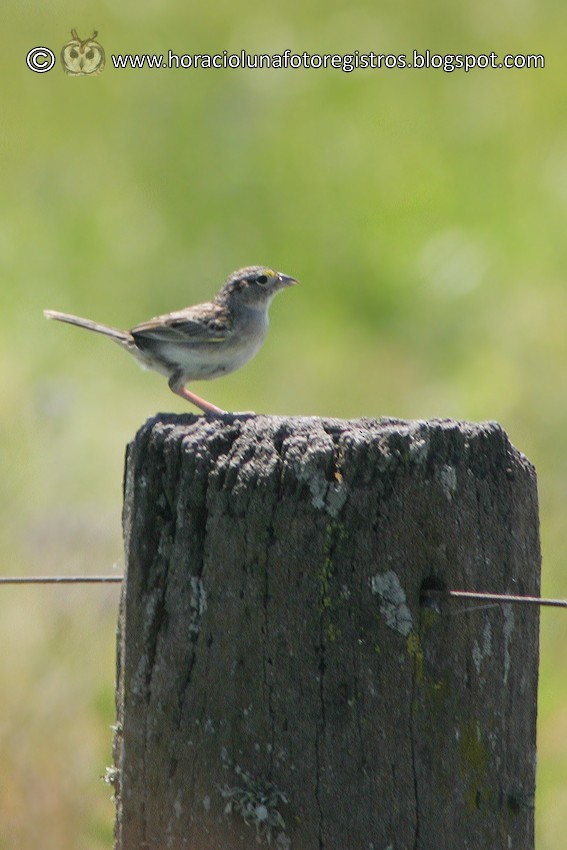 Grassland Sparrow - ML165975351