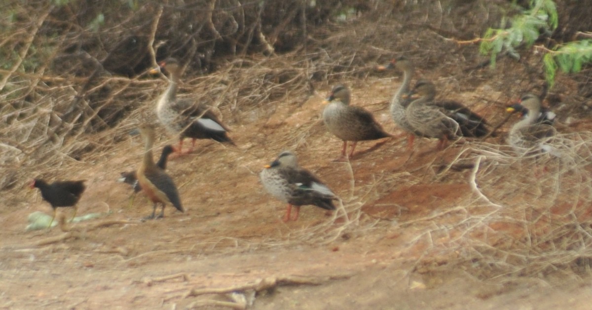 Indian Spot-billed Duck - ML165976381
