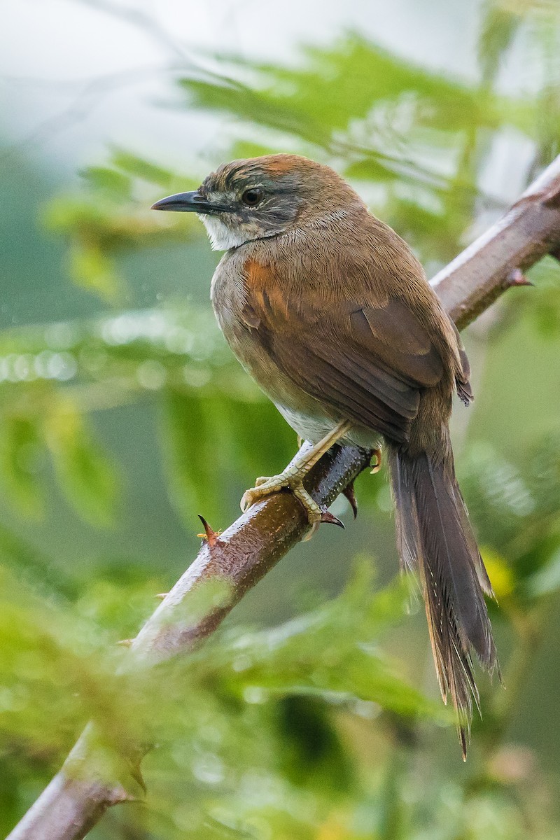 Pale-breasted Spinetail - ML165976701