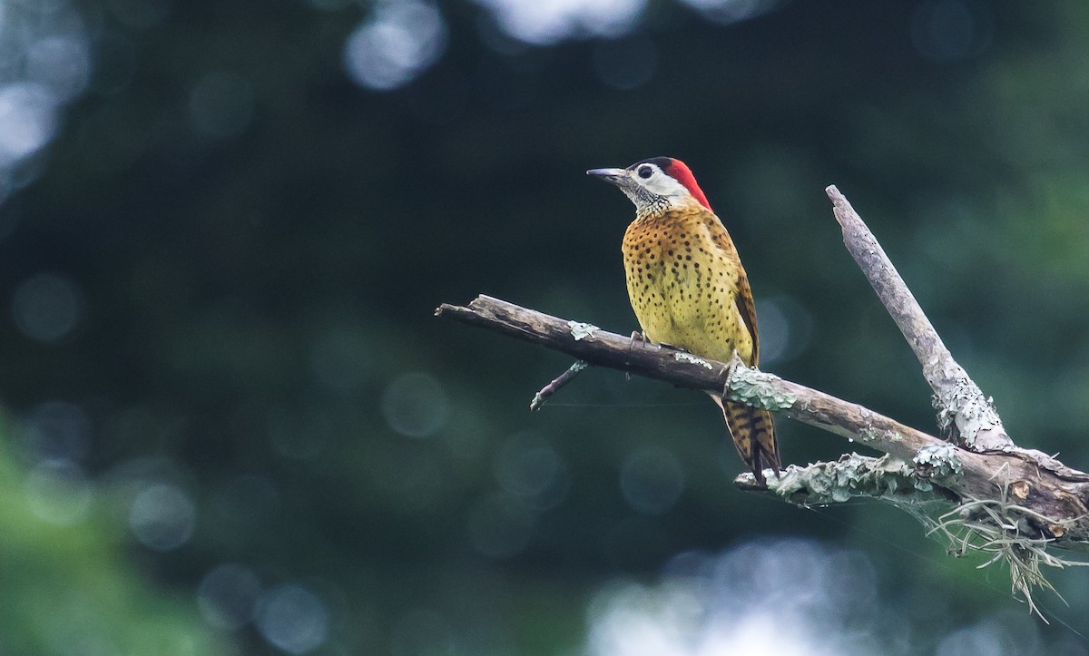Spot-breasted Woodpecker - ML165976911