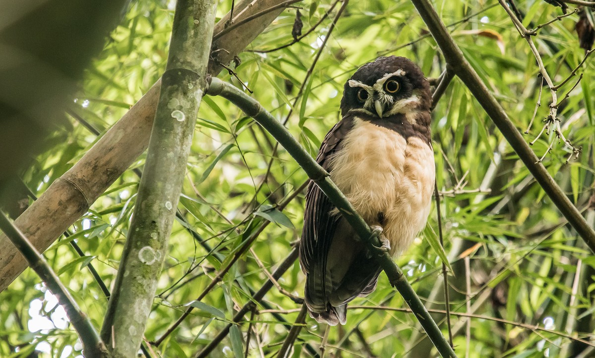 Spectacled Owl - ML165977121