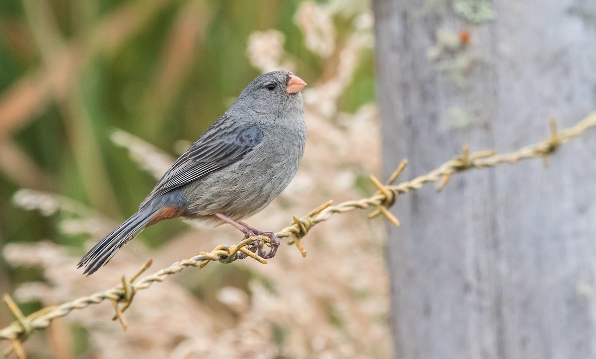 Plain-colored Seedeater - ML165978771