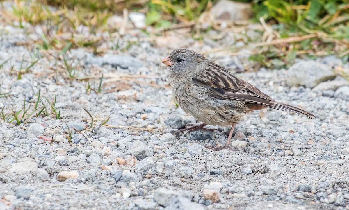 Plain-colored Seedeater - ML165978781