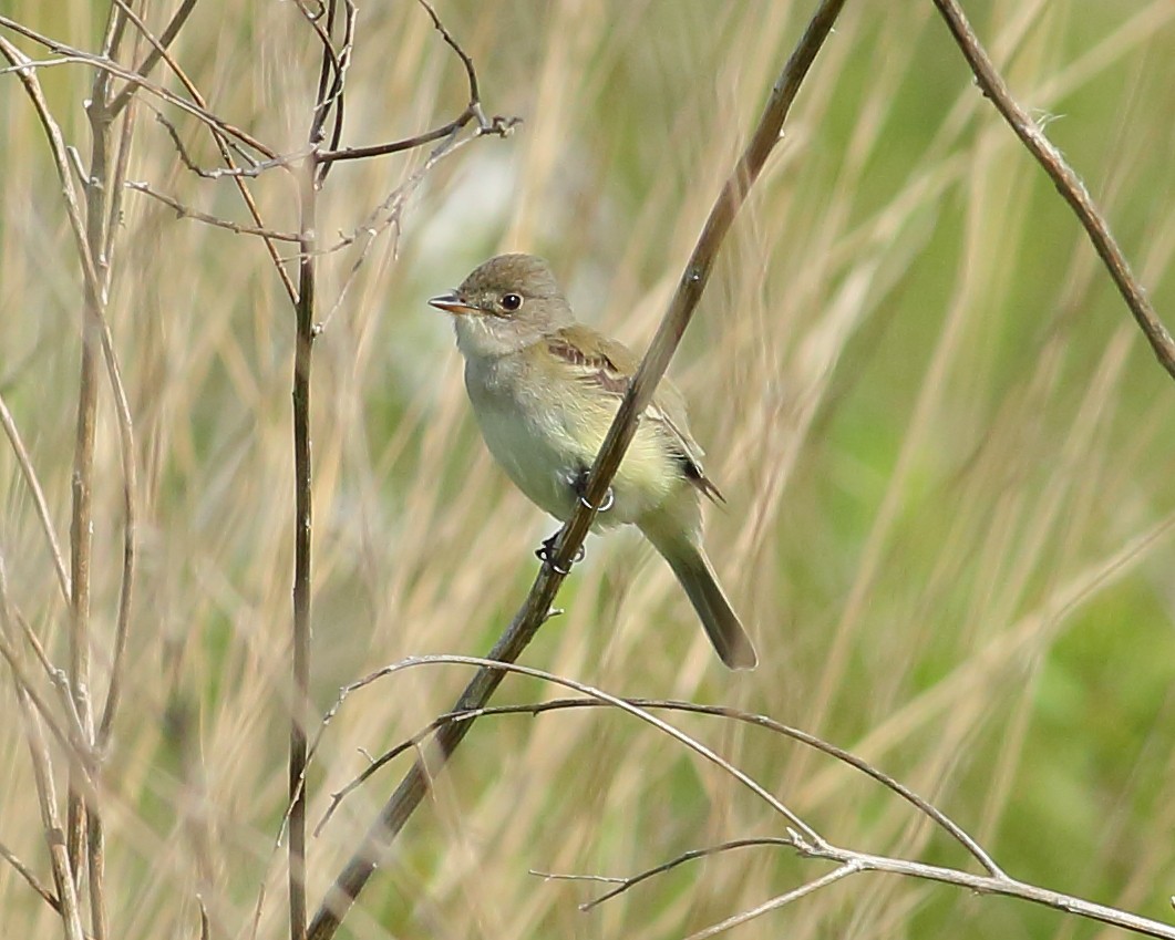 Willow Flycatcher - Thomas Anderson