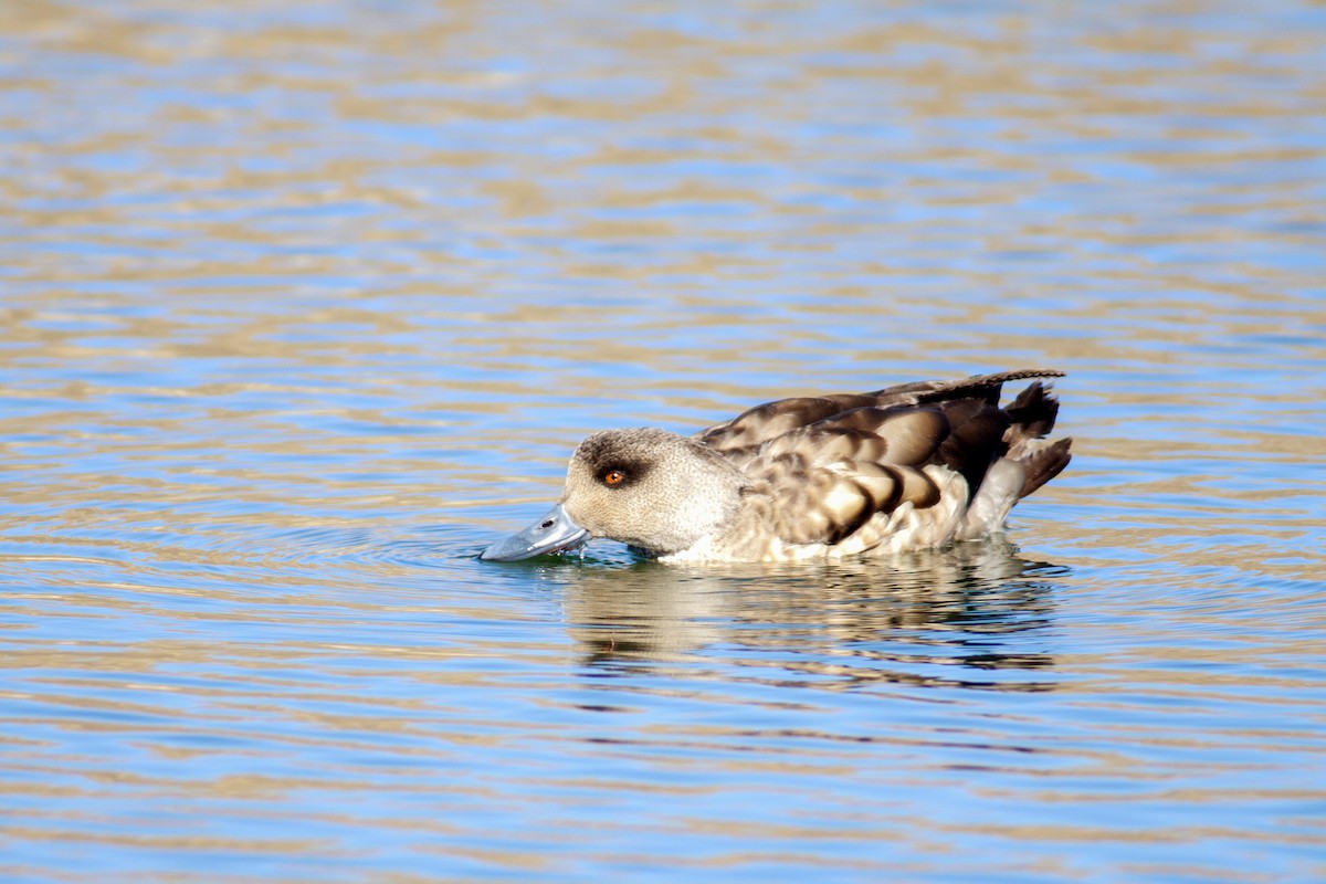 Crested Duck - ML165982901