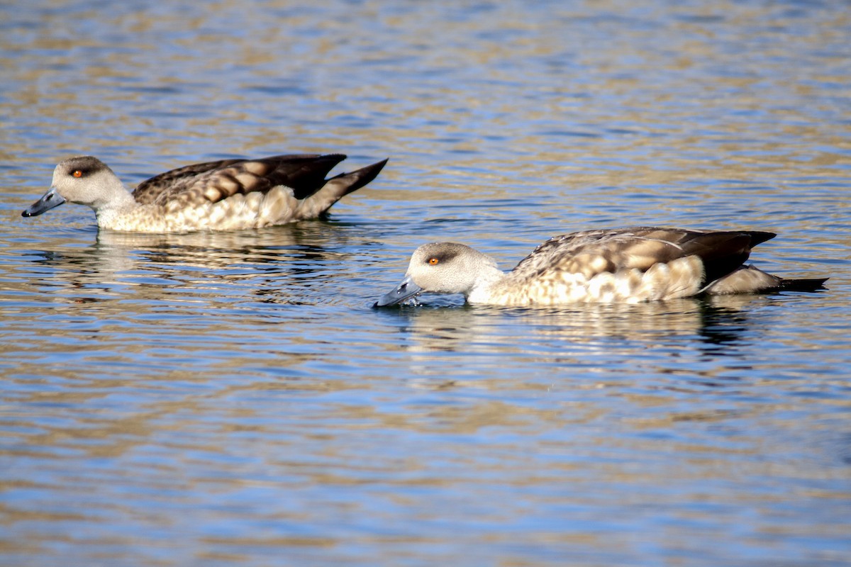 Crested Duck - ML165983121