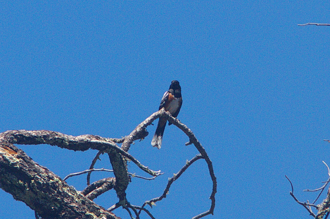 Spotted Towhee - ML165983191