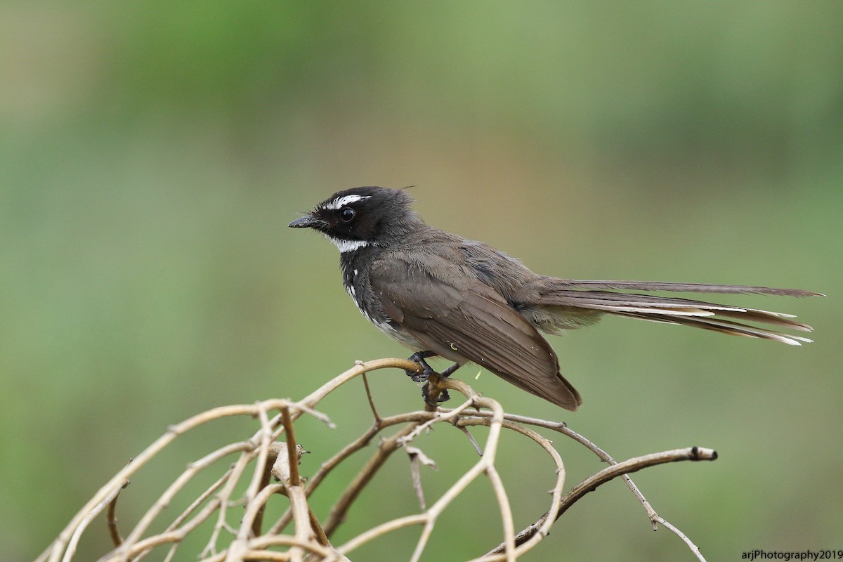 Spot-breasted Fantail - Rahul  Singh