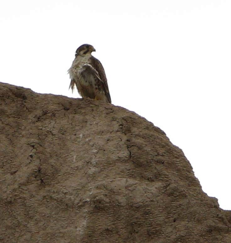 Prairie Falcon - Cathy Sheeter