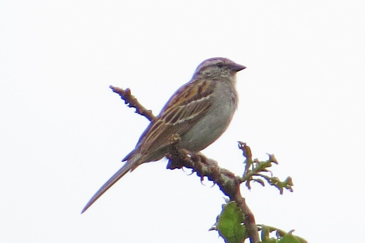 Chipping Sparrow - ML165990941