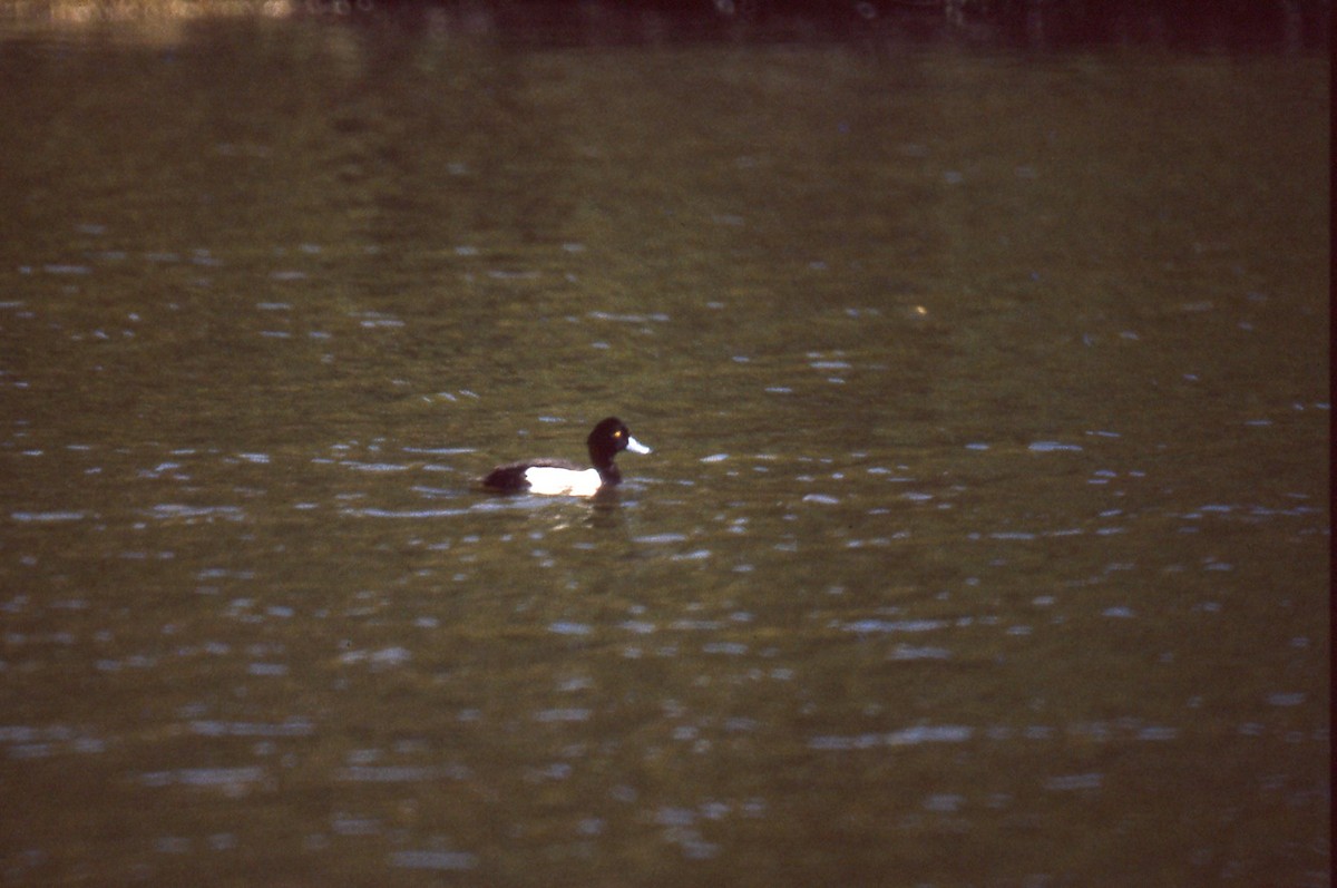 Tufted Duck - ML165992341