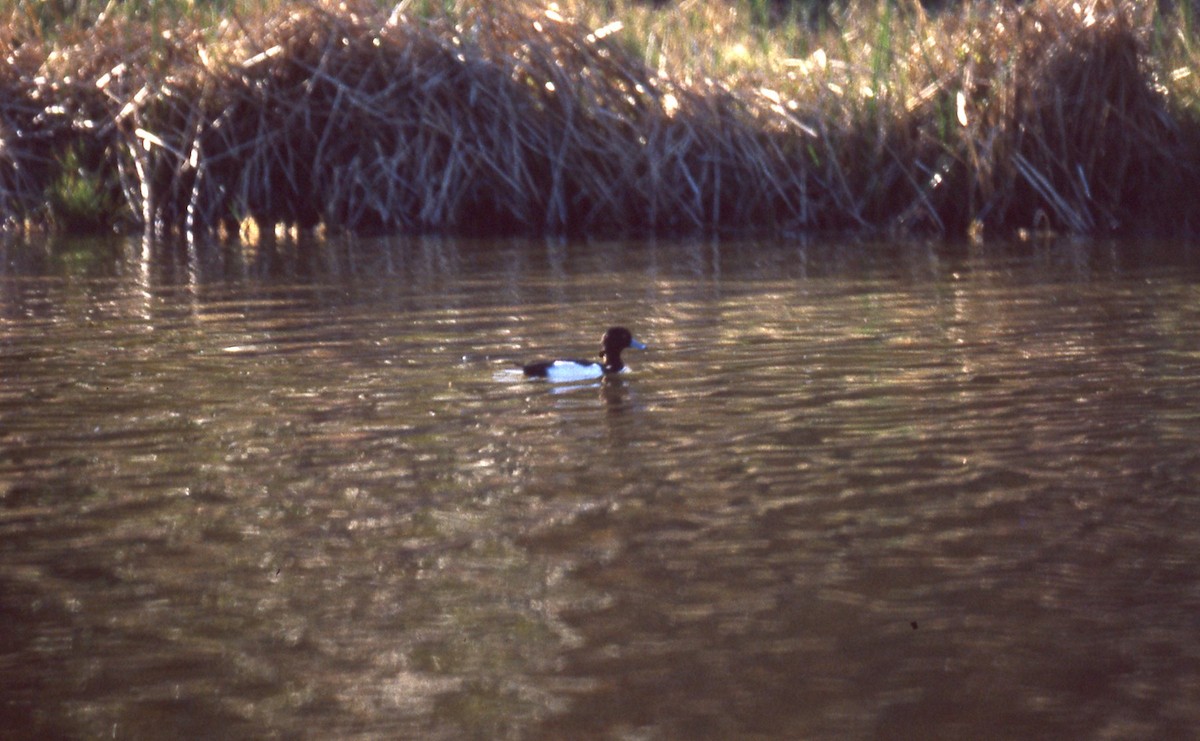 Tufted Duck - ML165992351