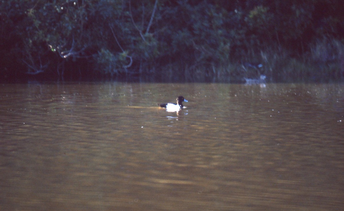 Tufted Duck - ML165992361