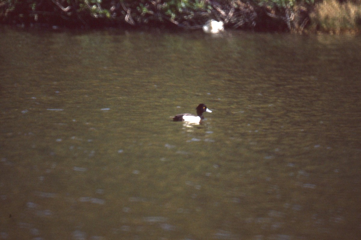 Tufted Duck - ML165992371