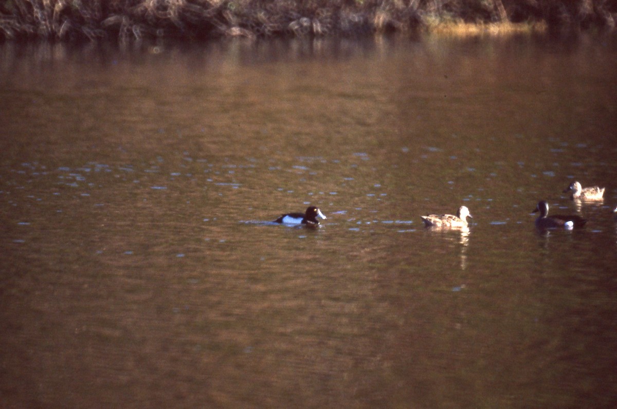 Tufted Duck - ML165992381