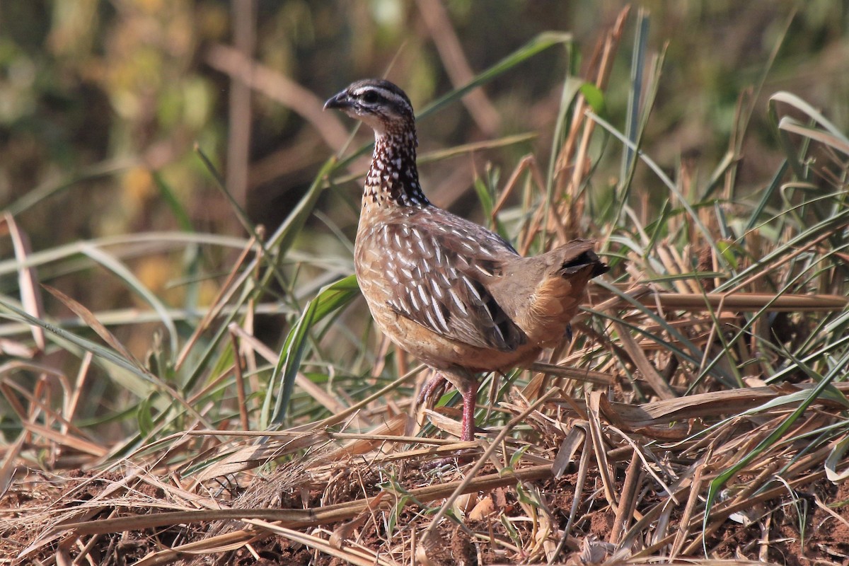 Crested Francolin (Crested) - Fabio Olmos