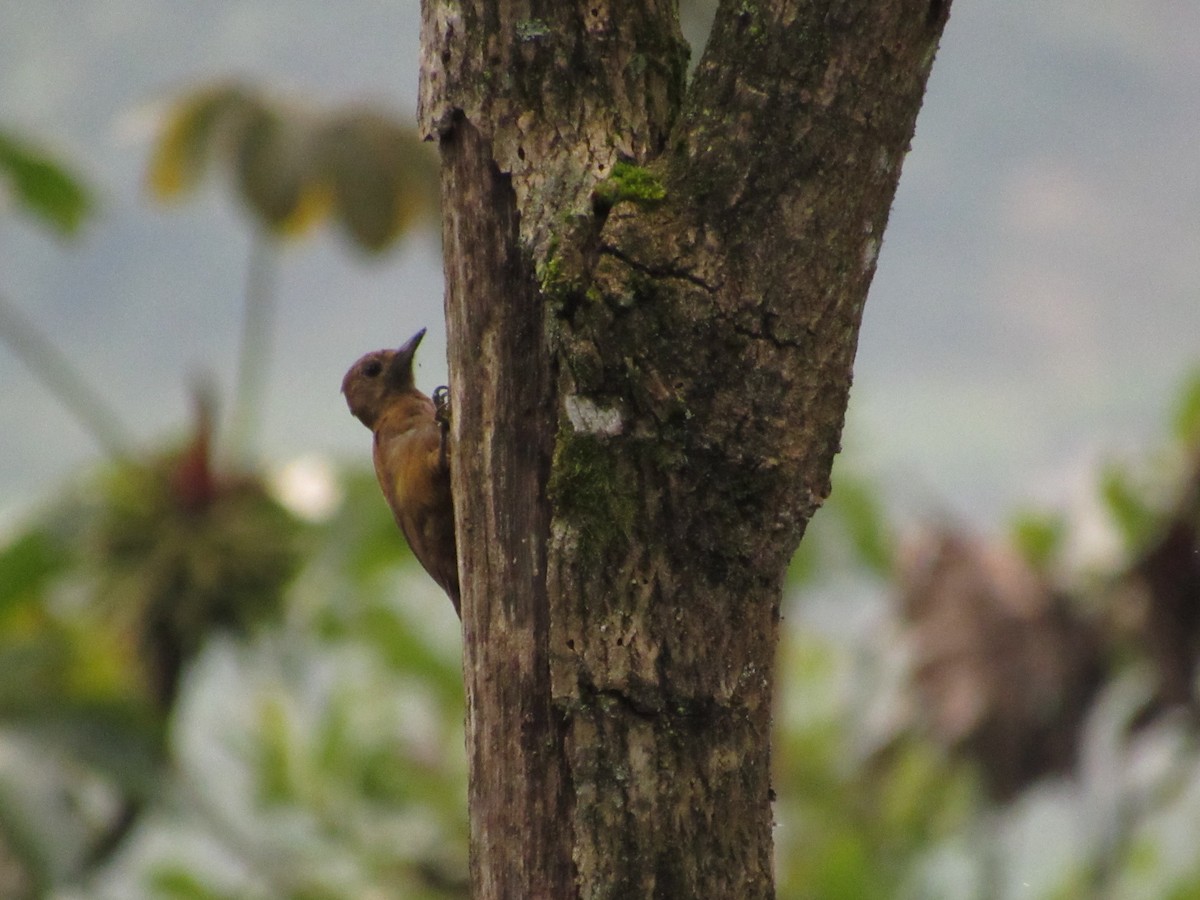 Smoky-brown Woodpecker - ML165993361