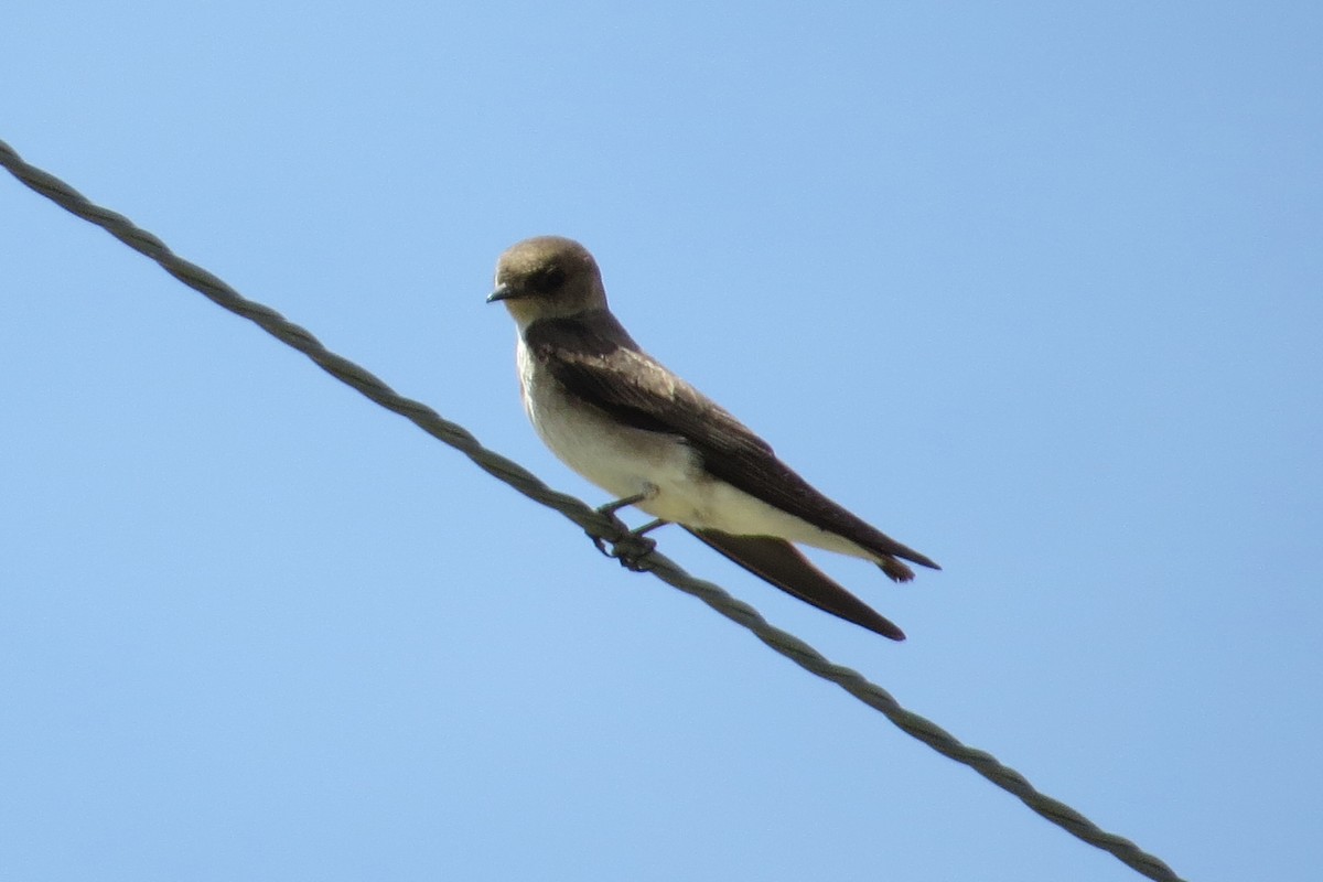 Northern Rough-winged Swallow - ML165994741
