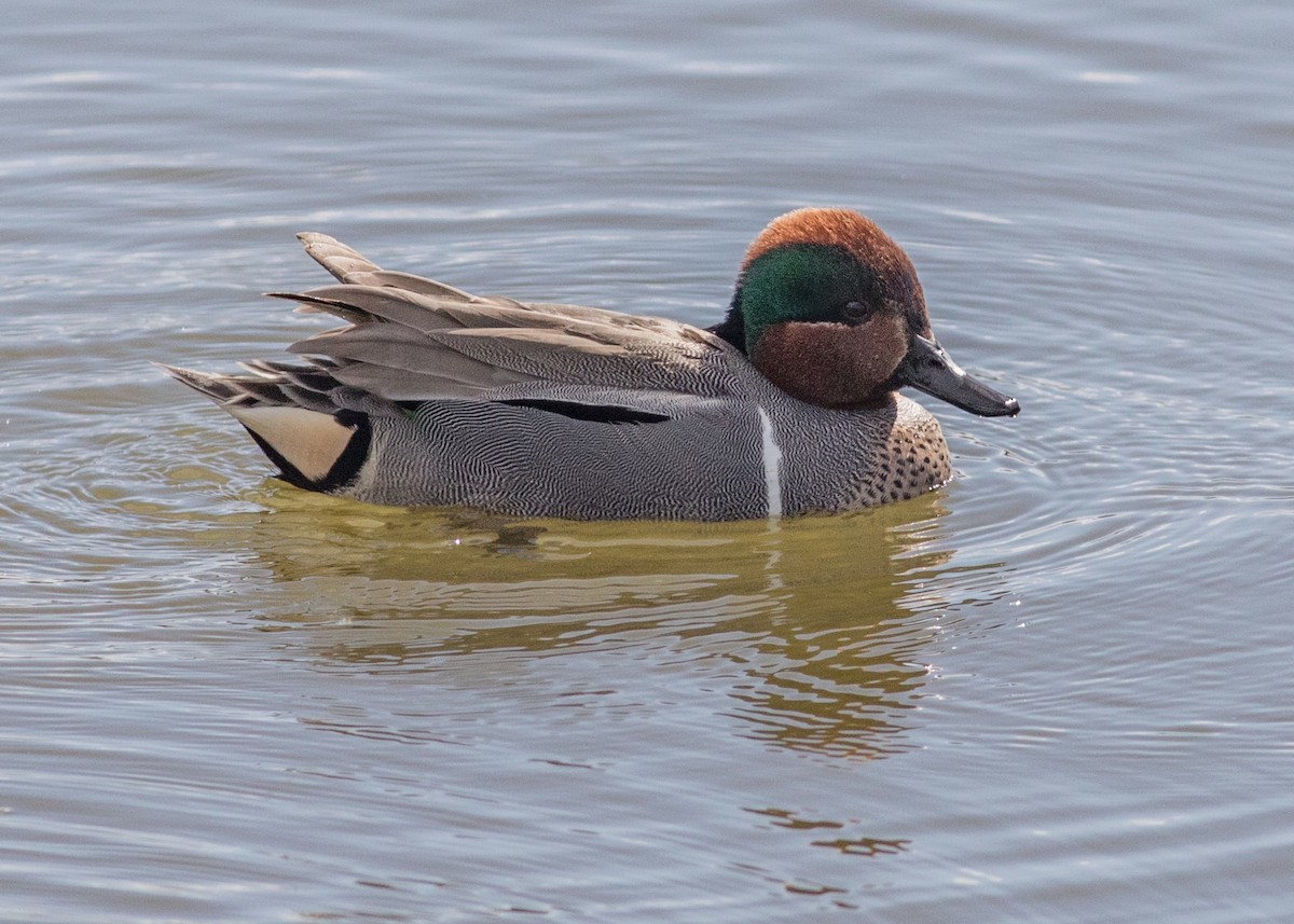 Green-winged Teal - ML165994791