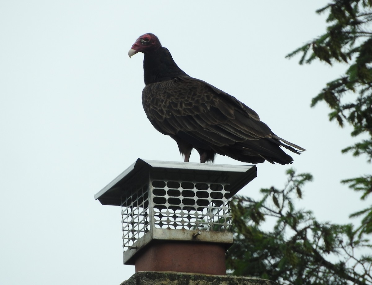 Turkey Vulture - ML165996051