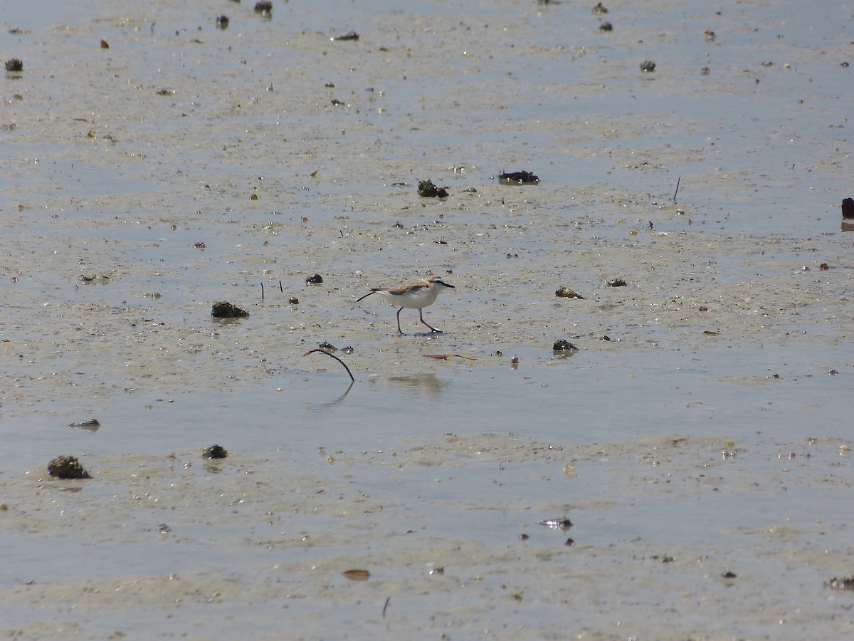 White-fronted Plover - ML165996101