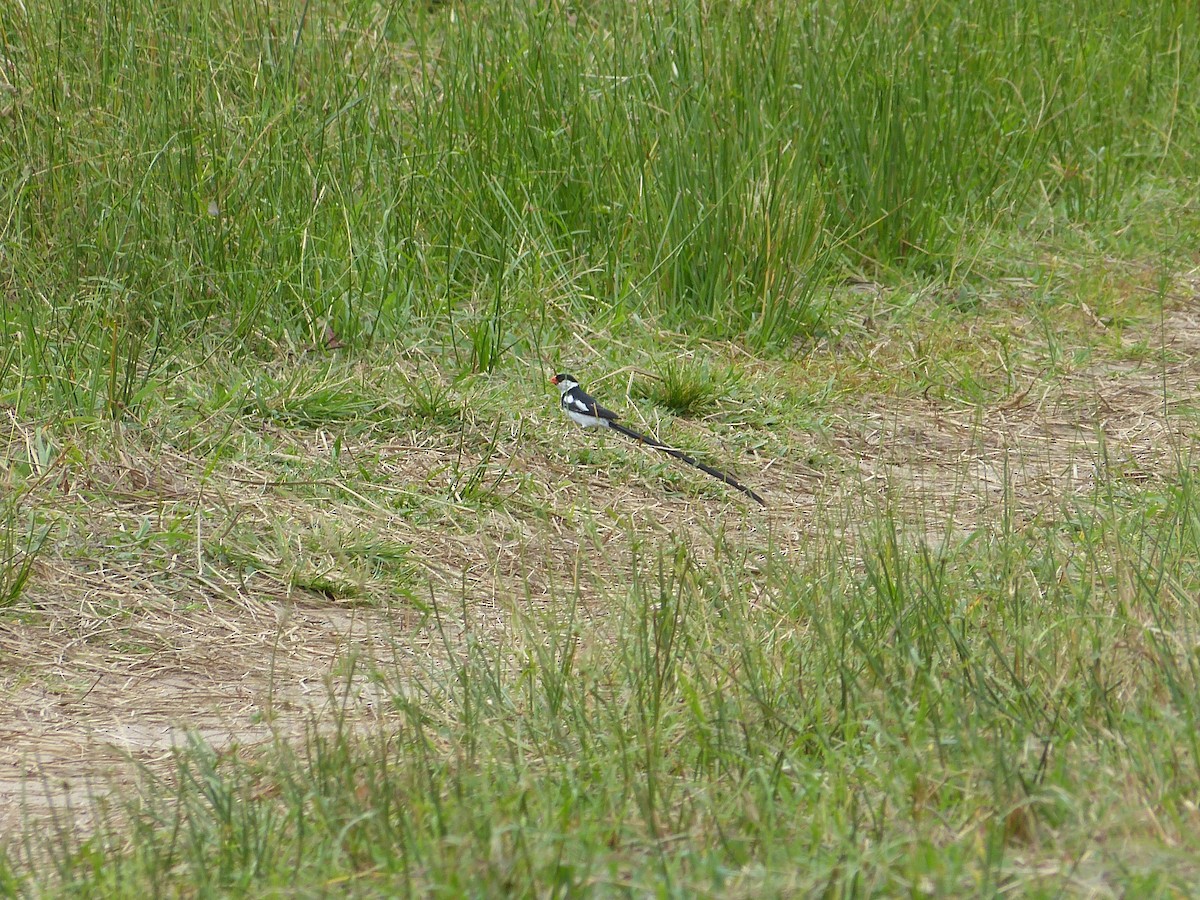 Pin-tailed Whydah - ML165996201