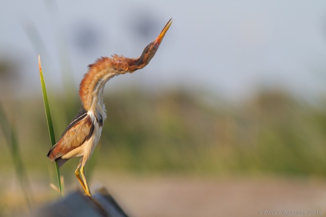 american bittern in flight