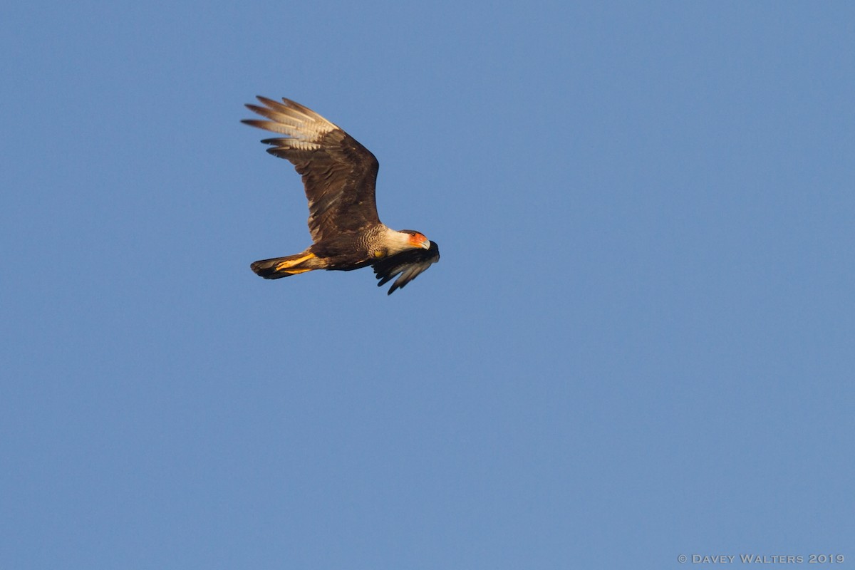 Crested Caracara (Northern) - Davey Walters