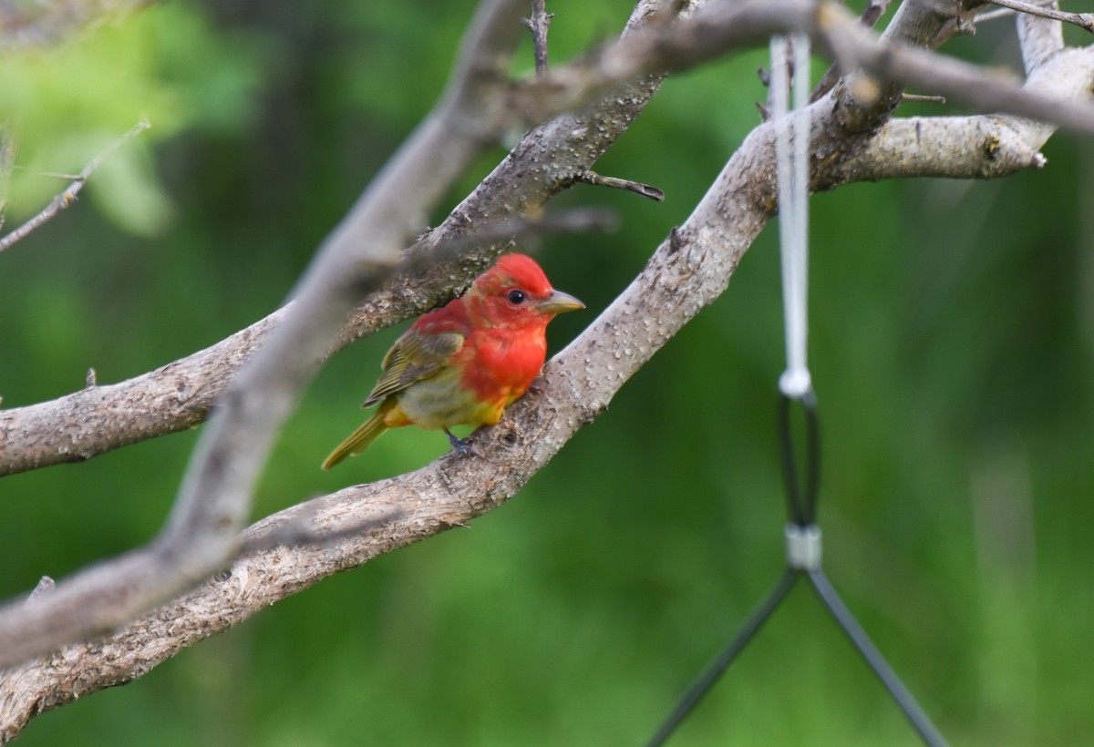 Summer Tanager - Kathy Marche