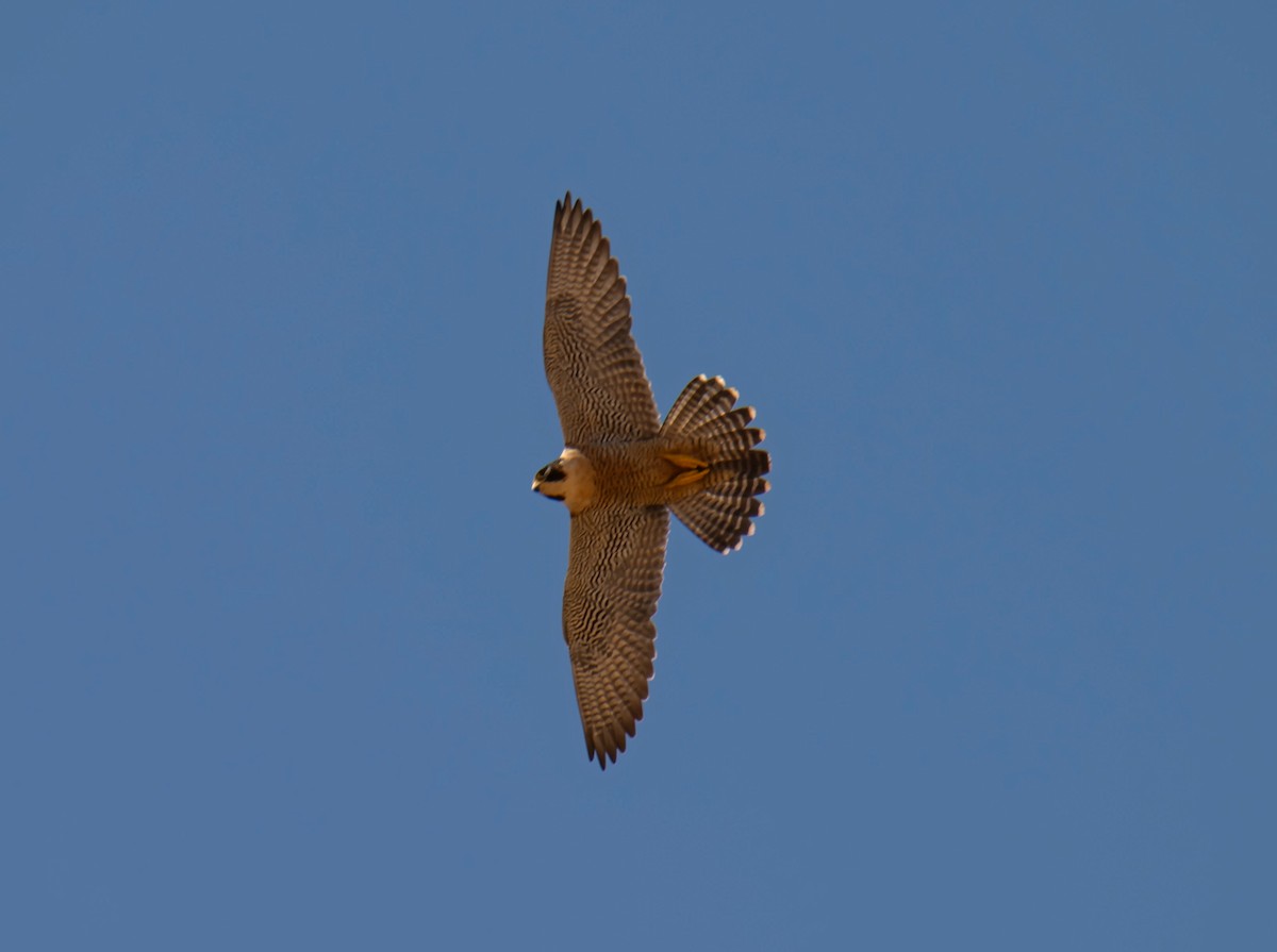 Peregrine Falcon - Esteban Villanueva (Aves Libres Chile)