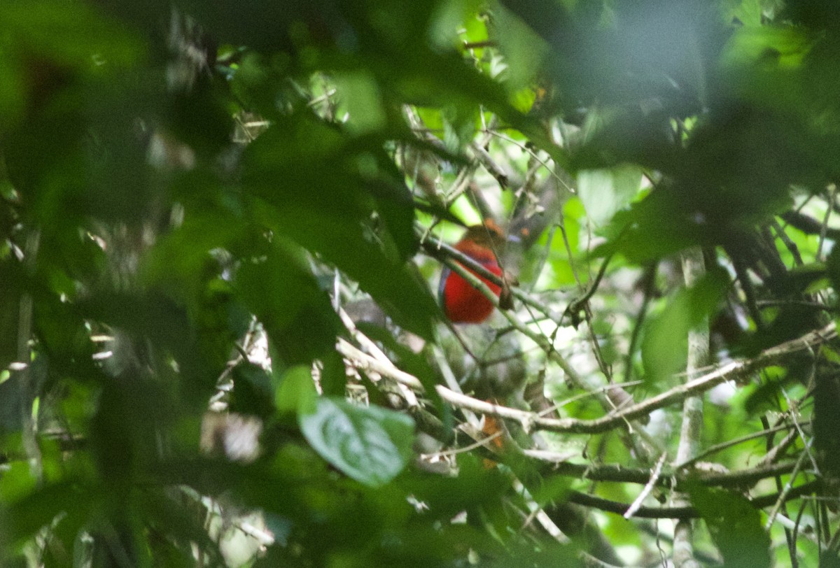 Blue-banded Pitta - ML166010281