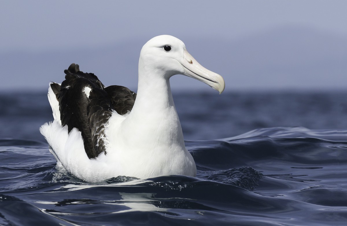 Northern Royal Albatross - Alex Berryman