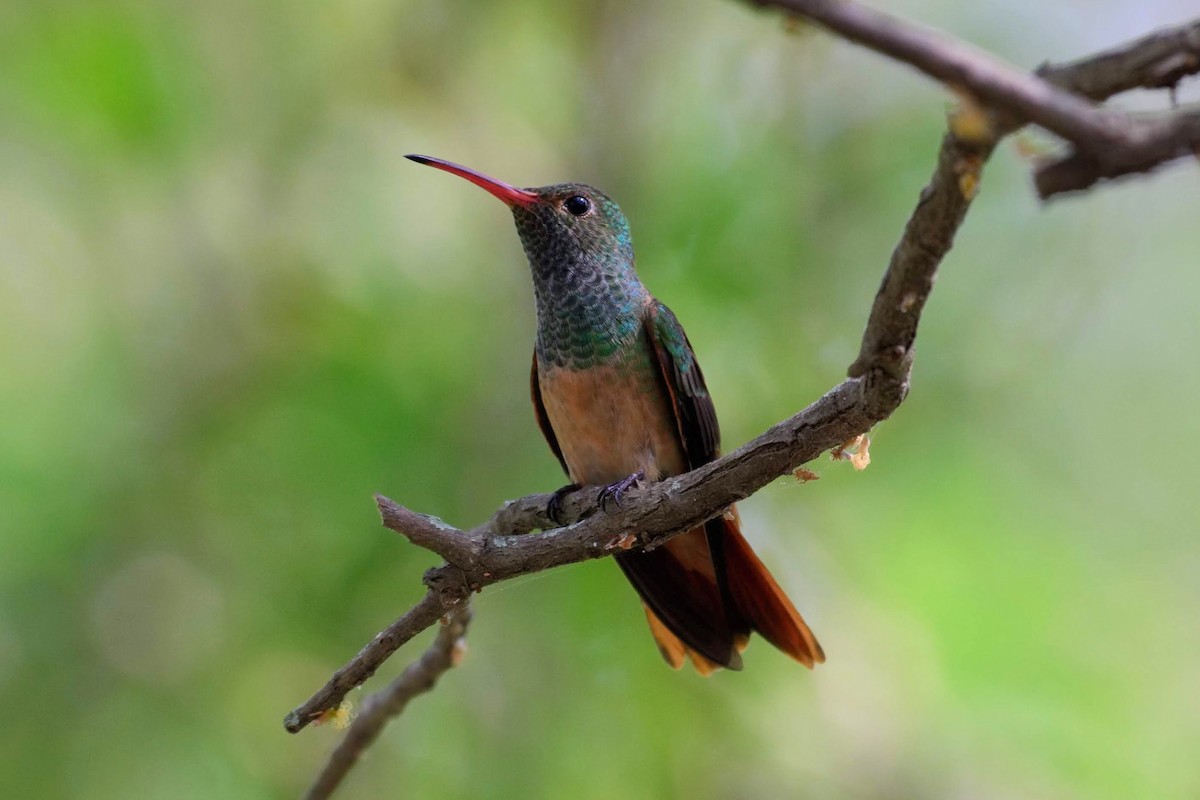 kolibřík yukatanský (ssp. cerviniventris/chalconota) - ML166011231